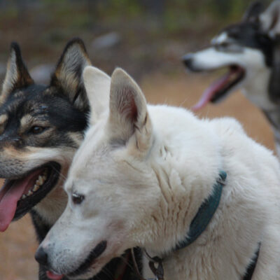 Maya, Linus and Frosty