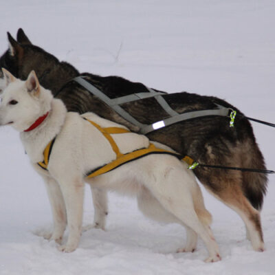 Frosty and Selma in lead