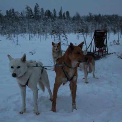 Linus and Moby in lead