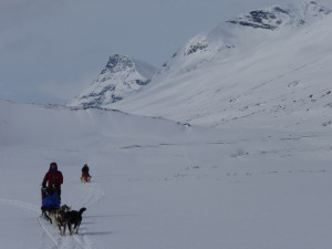 dogsledding in Sarek 3