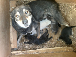 Maya and her puppies