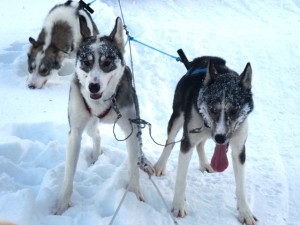 Nuka, Nilak and Tjerkis take a short break.